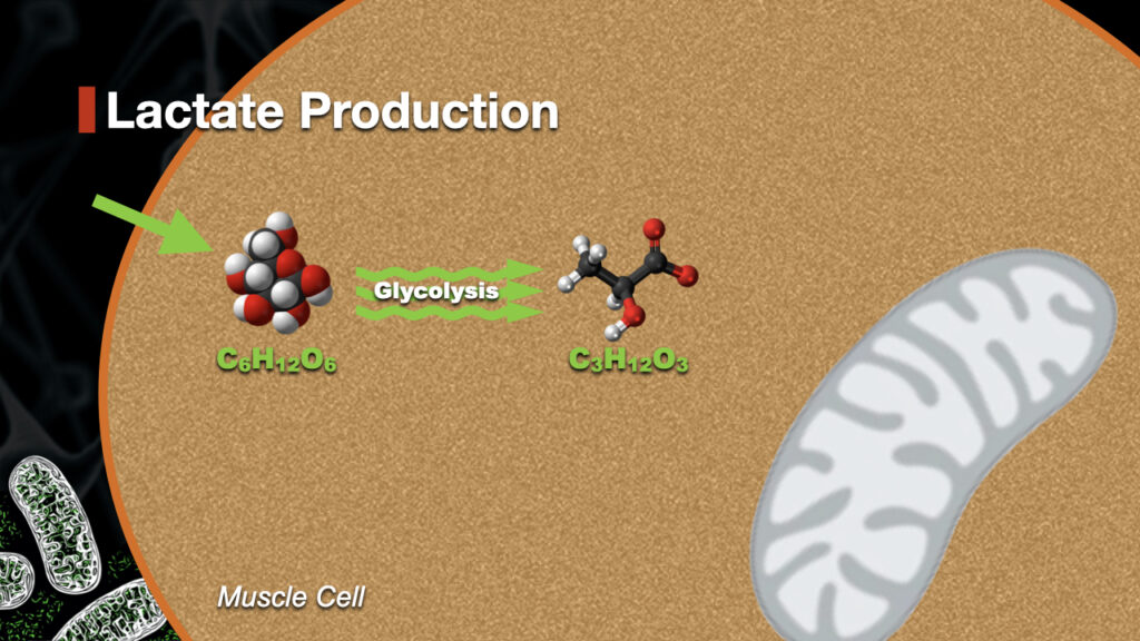 lactate production inside a muscle cell. Lactate is the byproduct of glycolysis