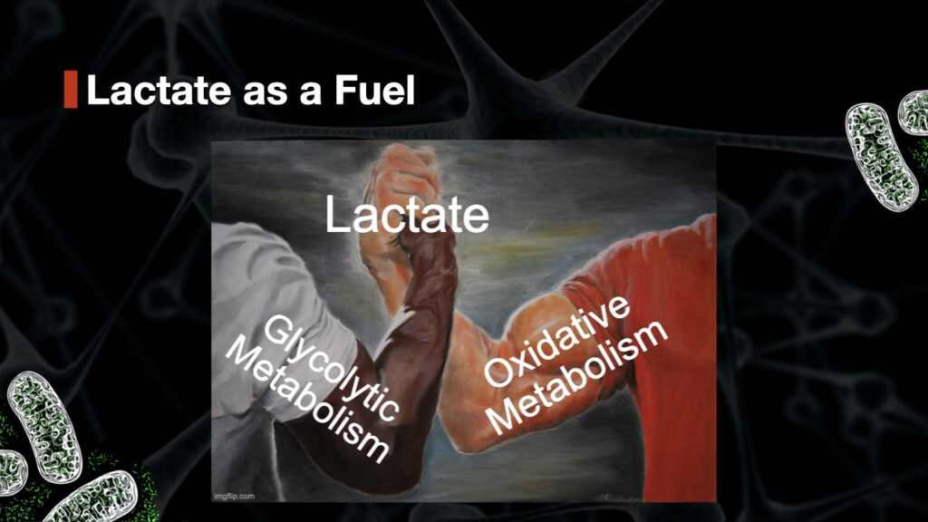 Lactate links together glycolytic metabolism and oxidative metabolism