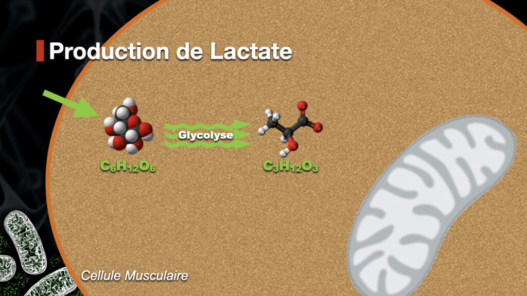 la production de lactate se fait dans la cellule musculaire via la glycolyse.
